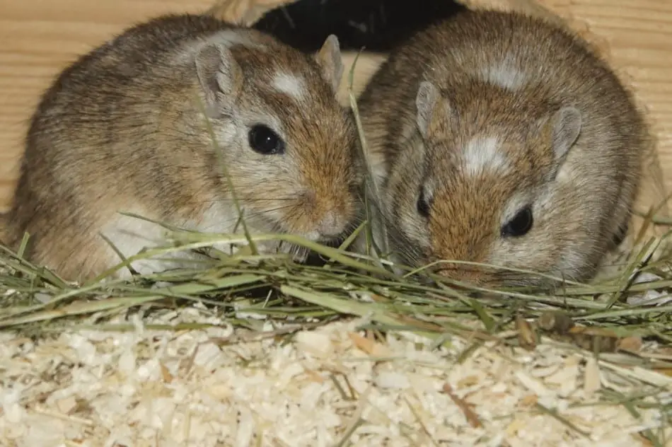 gerbil pair