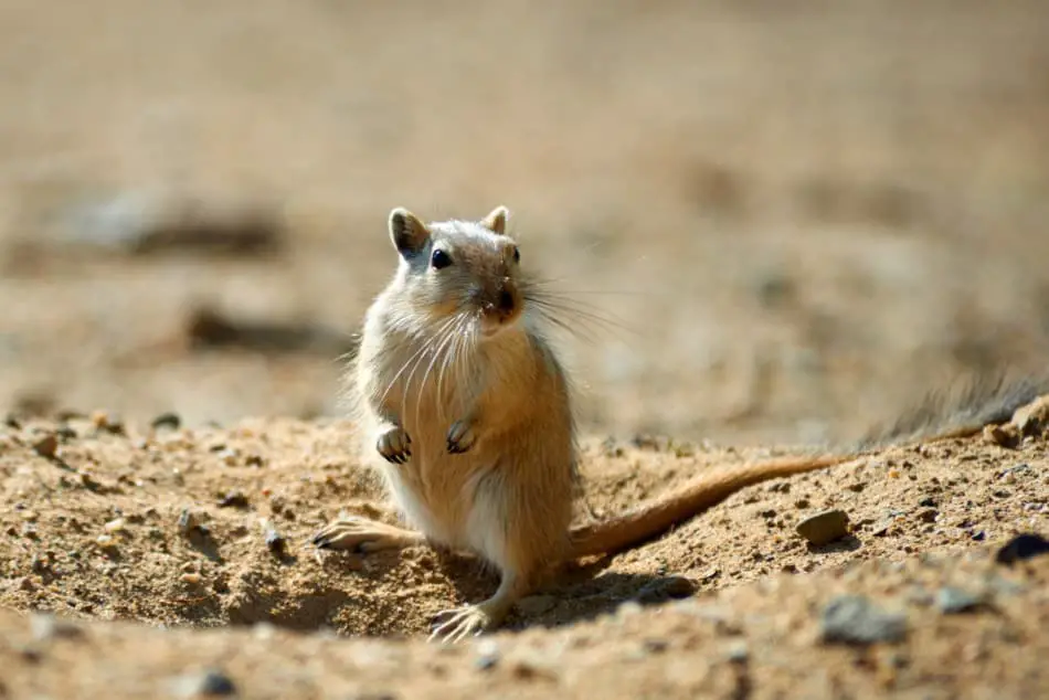 Waarom zijn gerbils in sommige staten illegaal? - Dierecteur