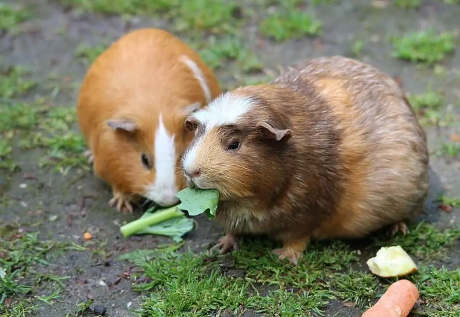 guinea pig eating