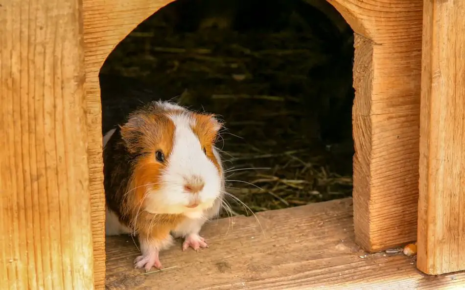 guinea pig in a hutch