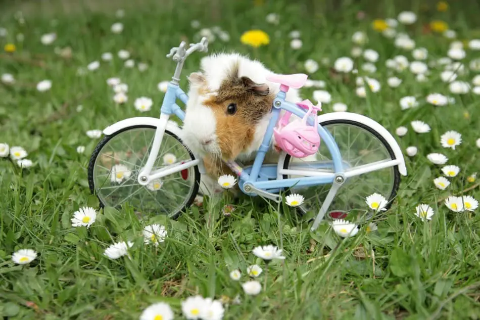 guinea pig and a bike