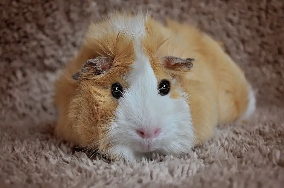 guinea pig on a carpet