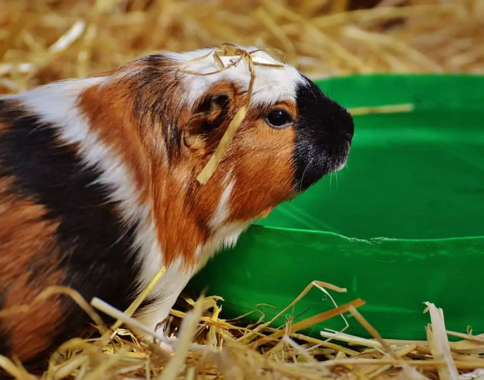 guinea pig with a green bowl