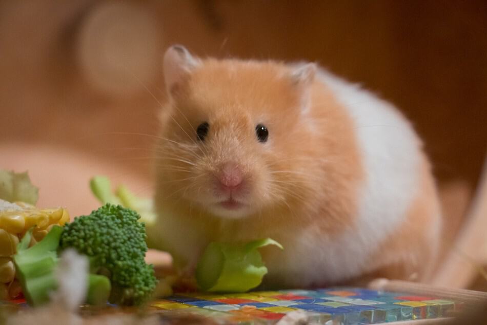 hamster eating broccoli