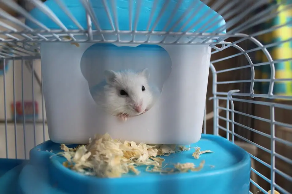hamster in a blue cage