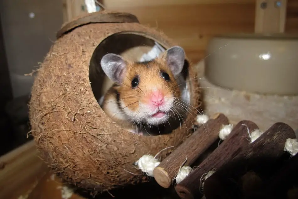 hamster in a hamster house