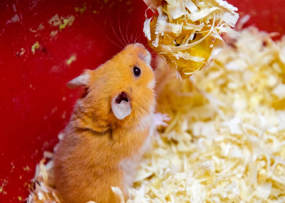 free hamster supplies