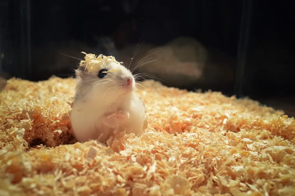 hamster in sawdust