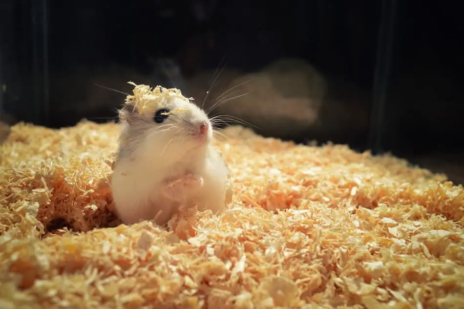 hamster bedding