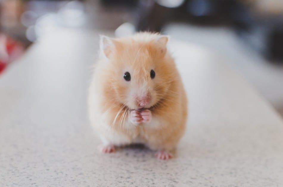 hamster on a work surface