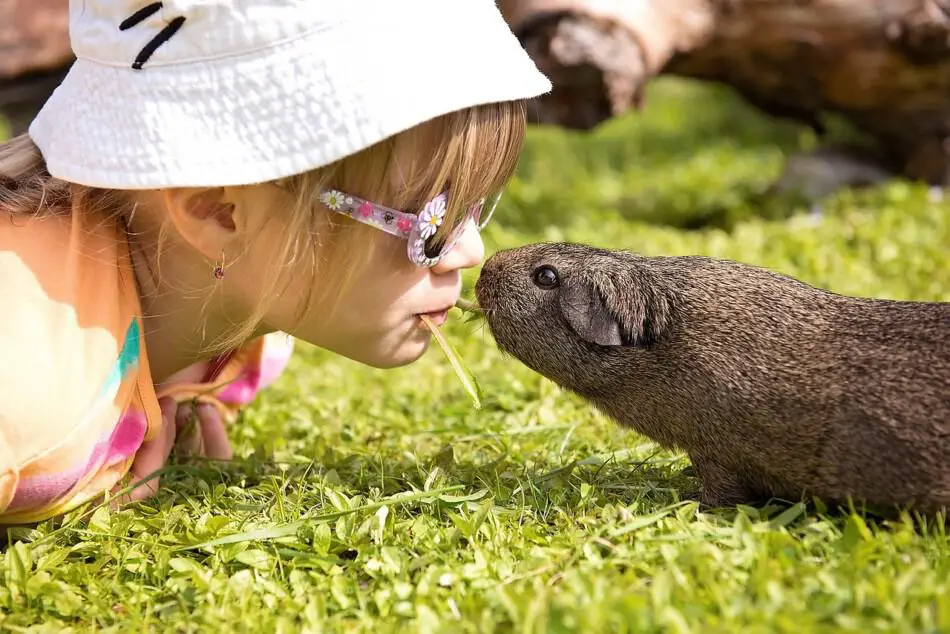 guinea pig and child