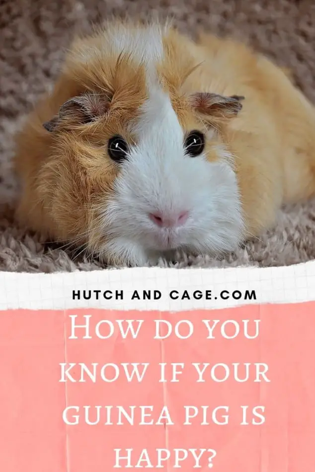 fun things to do with your guinea pig