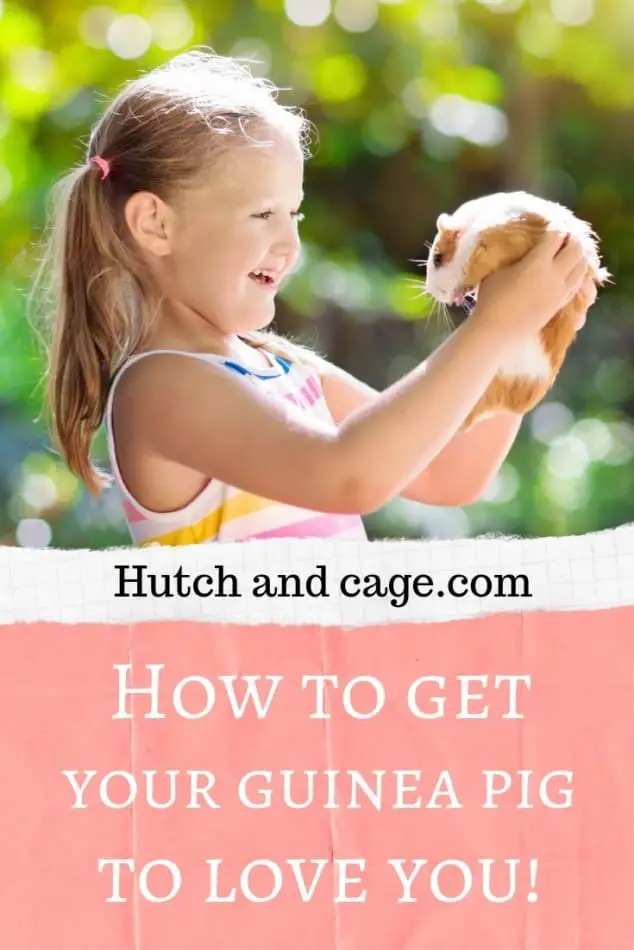 how to get your guinea pig to love you.