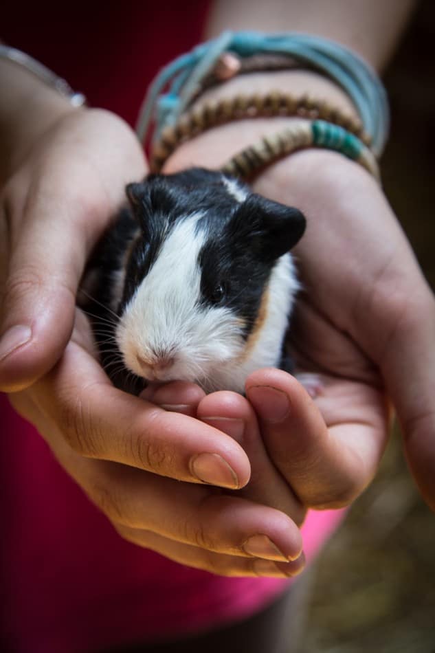 How To Get Your Guinea Pig To Love You: 7 Easy Steps 1