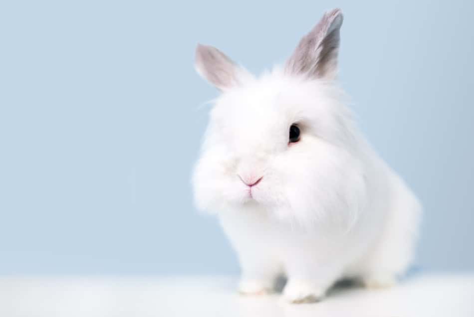 smallest bunny breed