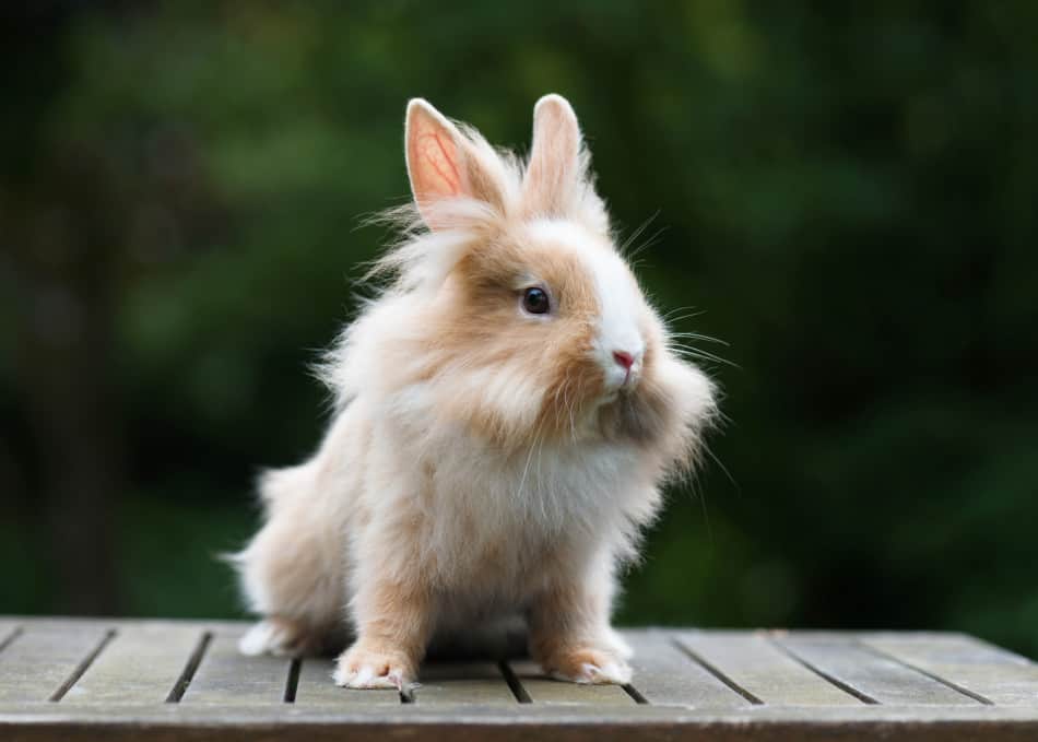 Cute little funny lionhead red rabbit in the garden.