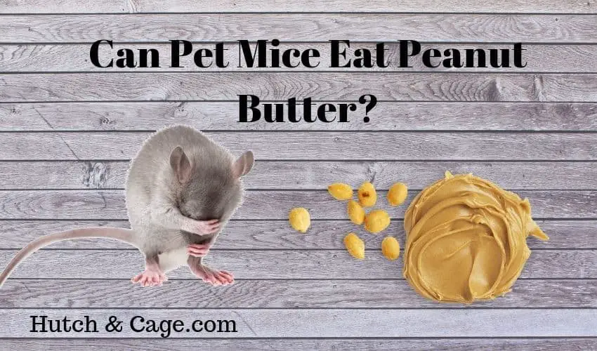pet mice and peanut butter