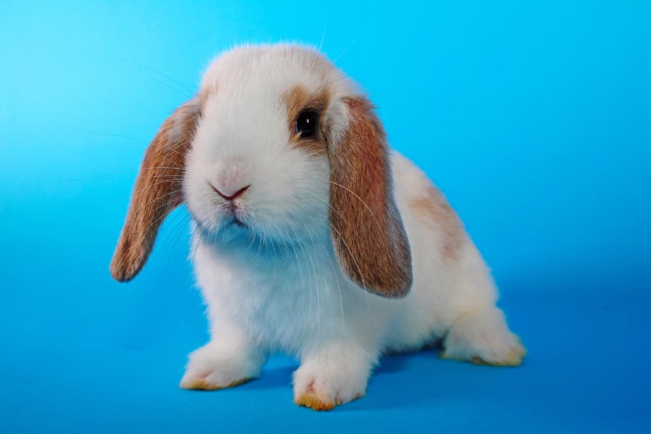 smallest pet rabbit breed