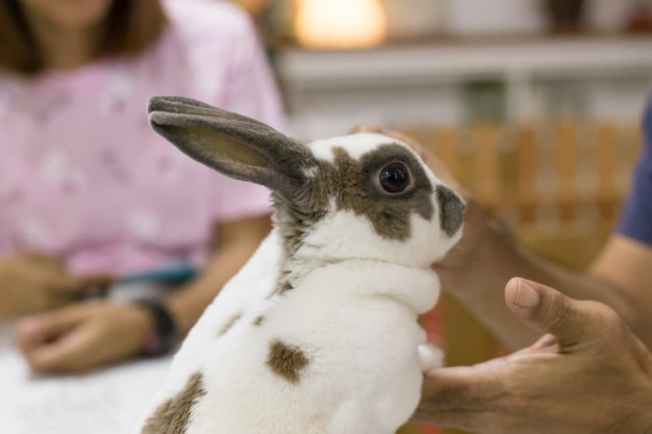 mini rex rabbit