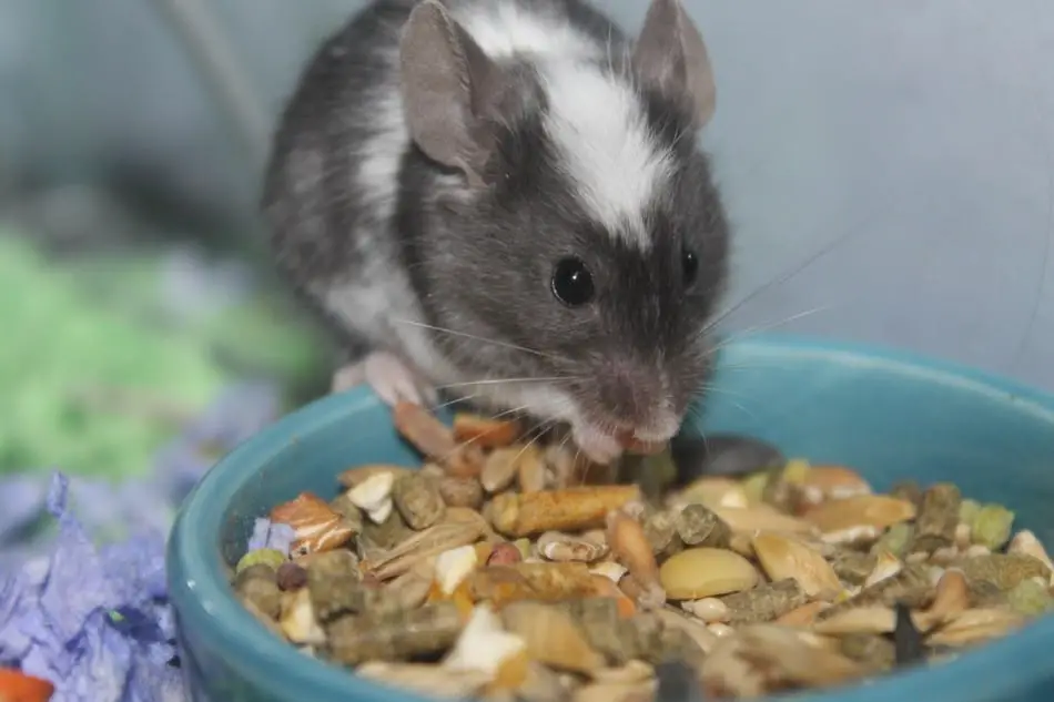 pet mouse eating