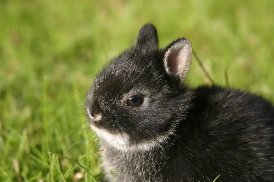 bunnies that stay small