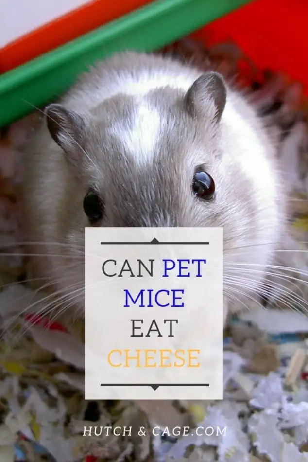 do mice eat cheese