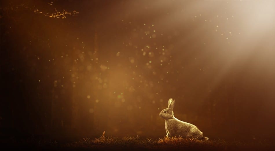 rabbit at night