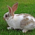 rabbit on a lawn