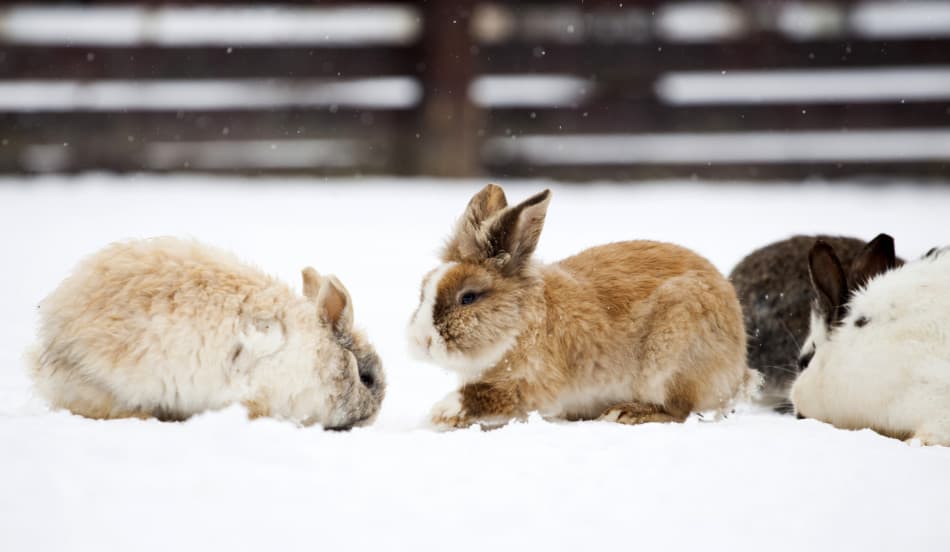 rabbits in snow
