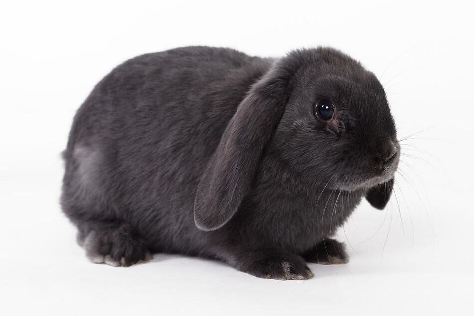 scared grey rabbit