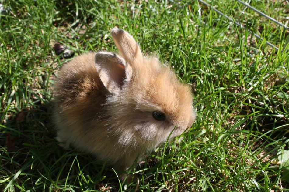 small dwarf rabbit