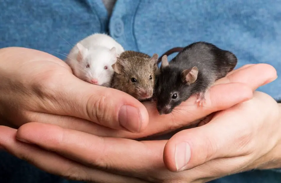 keeping wild mice as pets