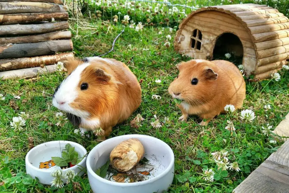 guinea pigs playing