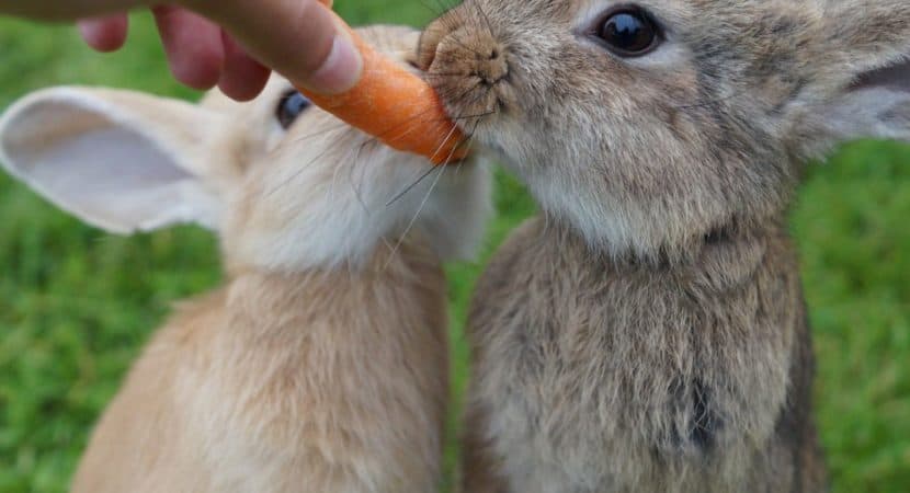 what-do-rabbits-eat-and-drink-complete-diet-guide-for-rabbits-hutch