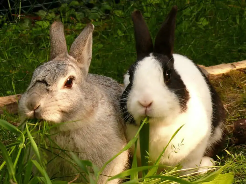 two rabbits eating grass