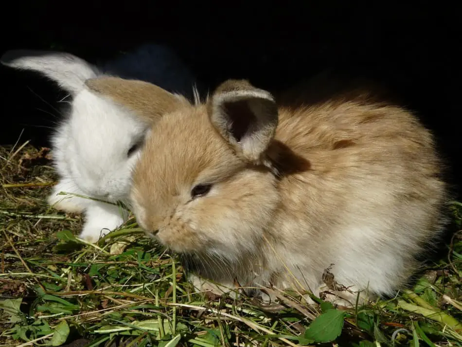 two young bunnies