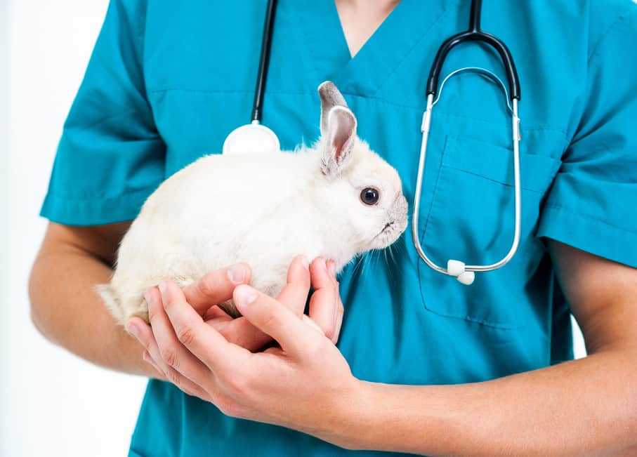 rabbit with the vet
