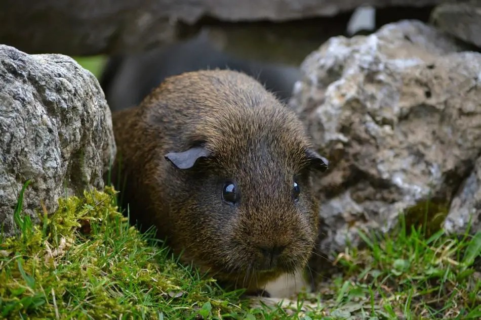 brown guinea pig