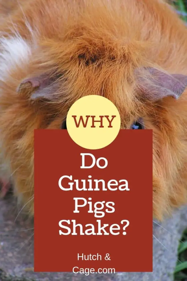 guinea pig | why do guinea pigs shake blog