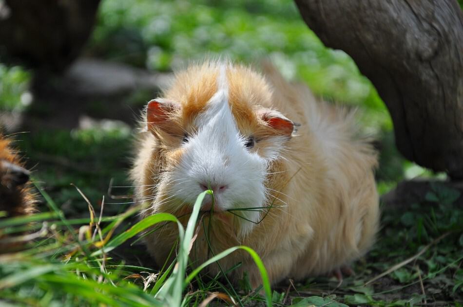 Why Guinea Pigs Shake: Is this normal behavior​?