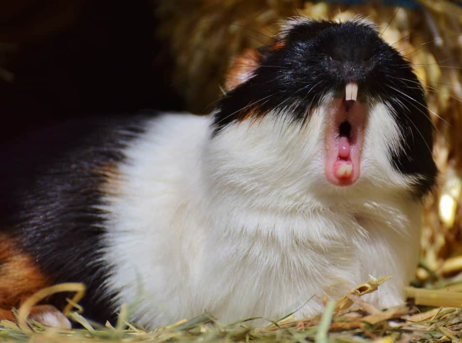 yawning guinea pig