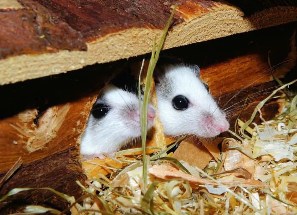 two pet mice hiding