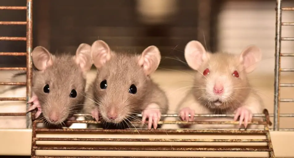 three pet mice