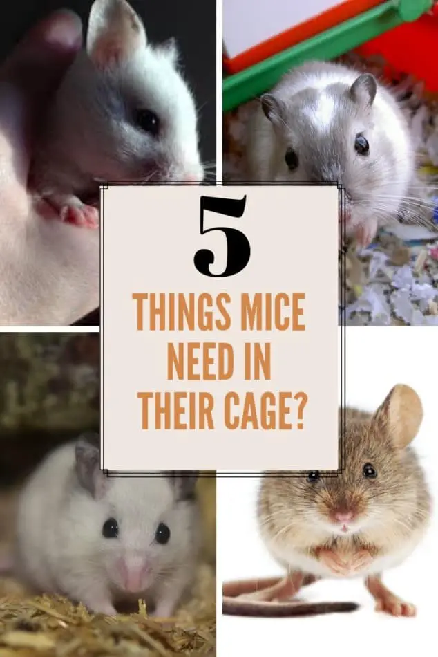 What Do Mice Need In Their Cage? 5 Things Mice Needs 1