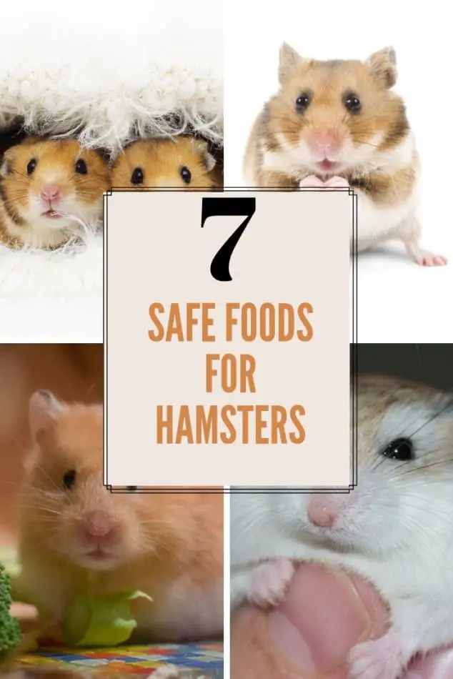 can dwarf hamsters eat bananas