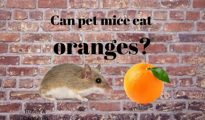 pet mouse eating an orange