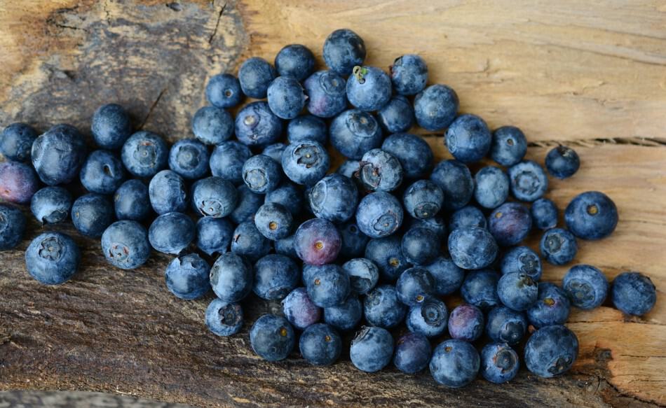 Blueberries: small pet blog