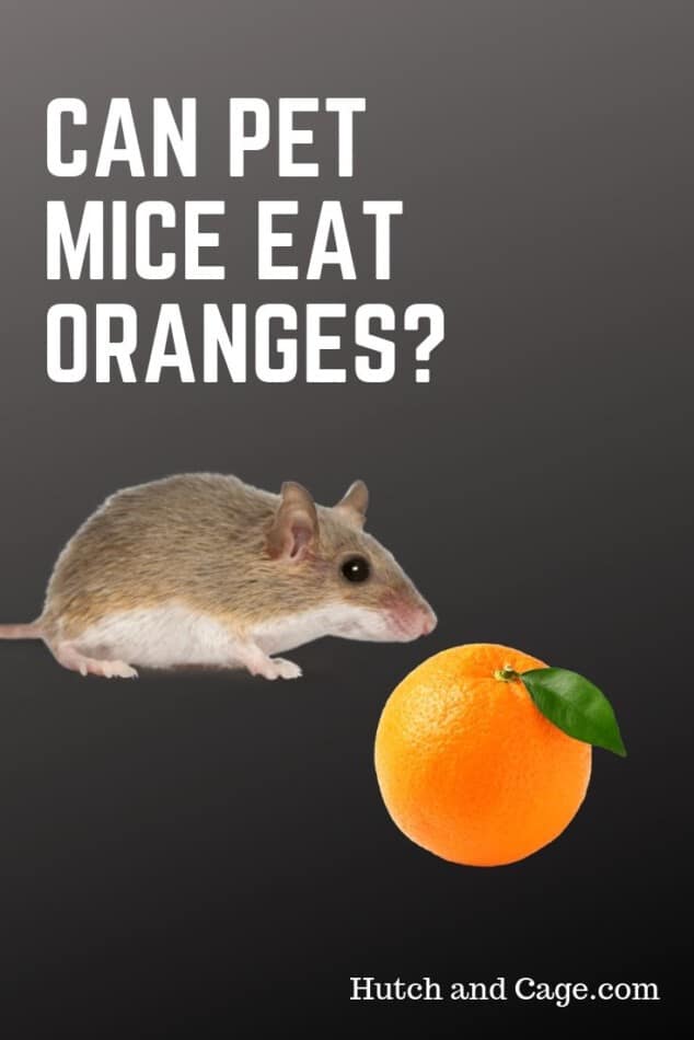 Can Mice Eat Oranges? 10 Foods Mice Love to Eat 1