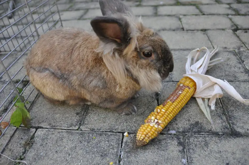 rabbit eating corn