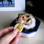old hamster eating bananas
